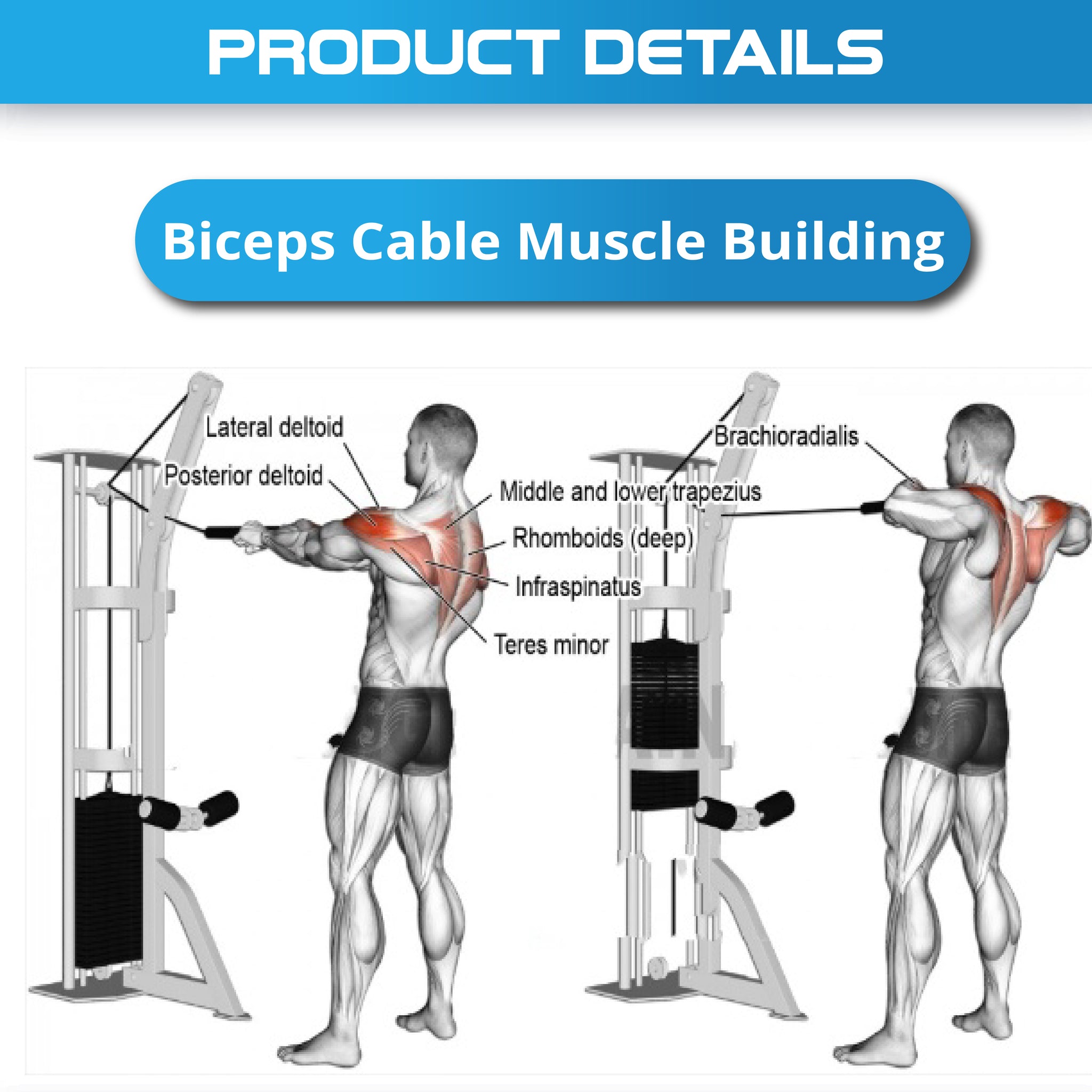 Pre Order Lat Pull-Down Bar Cable Attachment - Oli Joy Sports 